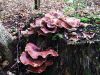 luknjicar_smolasti_b_Polyporus_picipes_2013_09140003.JPG