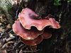 luknjicar_smolasti_c_Polyporus_picipes_2013_09140004.JPG
