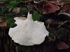 luknjicar_smolasti_d_Polyporus_picipes_2013_09140002.JPG