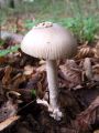 lupinar_sivi_a_Amanita_vaginata_2012_10110050.jpg