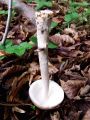 lupinar_sivi_b_Amanita_vaginata_2012_10110051.jpg