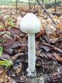 lupinar_sivi_bela_oblika_a_Amanita_vaginata_fo__alba_2012_10080035.jpg