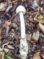 lupinar_sivi_bela_oblika_b_Amanita_vaginata_fo__alba_2012_10080036.jpg