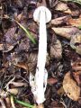 lupinar_sivi_beli_razlicek_c_Amanita_vaginata_var_alba_2012_10080037.jpg