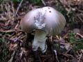 Filename=lupinar_srebrnkasti_a_Amanita_mairei_2010_10030014.jpg
Filesize=167KB
Dimensions=900x675
Date added=Oct 20, 2010 lupinar_srebrnkasti_a_Amanita_mairei_2010_10030014.jpg