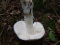 lupinar_srebrnkasti_b_Amanita_mairei_02.jpg
