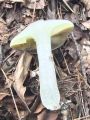 lupljivka_maslena_c_Suillus_luteus_2012_10010052.jpg