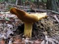 lupljivka_pescena_f_Suillus_variegatus_2010_10040057.jpg