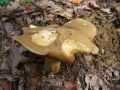 lupljivka_pescena_g_Suillus_variegatus_2010_10040058.jpg