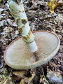 medlenka_korenasta_b_Hebeloma_radicosum_2009_09280019.JPG