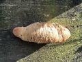 mehkopor_cimetasti_a_Hapalopilus_rutilans_2014_10210051.jpg