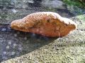 mehkopor_cimetasti_b_Hapalopilus_rutilans_2014_10210052.jpg