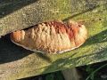 mehkopor_cimetasti_c_Hapalopilus_rutilans_2014_11010022.jpg