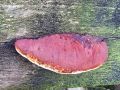 mehkopor_cimetasti_e_Hapalopilus_rutilans_2014_11070006.jpg