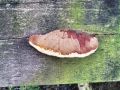 mehkopor_cimetasti_g_Hapalopilus_rutilans_2014_11190003.jpg