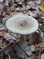 mlecnica_bukova_a_Lactarius_blennius_2010_10040034.jpg