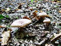 mlecnica_hrastova_a_Lactarius_quietus_2009_09240078.JPG