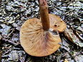 mlecnica_hrastova_b_Lactarius_quietus_2009_09240077_.JPG