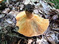 mlecnica_sirovka_uzitna_b_Lactarius_deliciosus_2009_09240069.JPG
