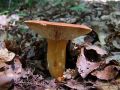 Filename=mlecnica_socna_a_Lactarius_volemus_2010_07070016.jpg
Filesize=222KB
Dimensions=900x675
Date added=Oct 21, 2010 mlecnica_socna_a_Lactarius_volemus_2010_07070016.jpg