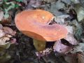 mlecnica_socna_b_Lactarius_volemus_2010_07070017.jpg