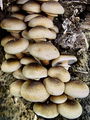 Filename=mraznica_cebulasta_b_Armillaria_cepistipes_DSC03743.jpg
Filesize=273KB
Dimensions=675x900
Date added=Jan 07, 2010 mraznica_cebulasta_b_Armillaria_cepistipes_DSC03743.jpg
