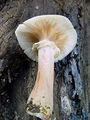 mraznica_cebulasta_c_Armillaria_cepistipes_DSC03745.jpg