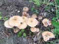 mraznica_crnomekinasta_b_Armillaria_ostoyae_2012_10050039.jpg