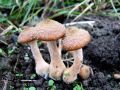 mraznica_crnomekinasta_c_Armillaria_ostoyae_2012_10050040.jpg