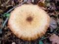 mraznica_crnomekinasta_d_Armillaria_ostoyae_2012_10110061.jpg