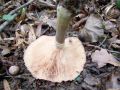 mraznica_crnomekinasta_e_Armillaria_ostoyae_2012_10110062.jpg