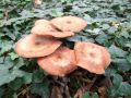 mraznica_crnomekinasta_f_Armillaria_ostoyae_2012_10110064.jpg