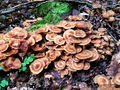 mraznica_dobova_a_Armillaria_tabescens_2009_10030014.JPG