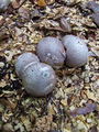 mreznica_lovkasta_a_Clathrus_archeri_2009_09240064.JPG