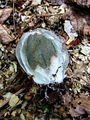 mreznica_lovkasta_b_Clathrus_archeri_2009_09240067.JPG