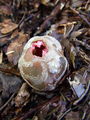 mreznica_lovkasta_c_Clathrus_archeri_2009_10030017.JPG