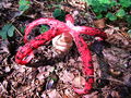 mreznica_lovkasta_d_Clathrus_archeri_2009_09210014.JPG