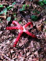 mreznica_lovkasta_e_Clathrus_archeri_2009_09210010.JPG