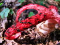 mreznica_lovkasta_f_Clathrus_archeri_2009_09210013.JPG