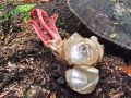mreznica_lovkasta_g_Clathrus_archeri_2012_11030031.jpg