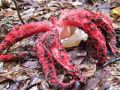 mreznica_lovkasta_h_Clathrus_archeri_2012_11030030.jpg