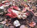 mreznica_lovkasta_i_Clathrus_archeri_2012_11030029.jpg