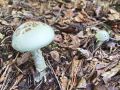 musnica_citronasta_a_Amanita_citrina_2012_09280007.jpg
