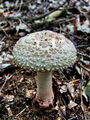 musnica_citronasta_c_Amanita_citrina_04_2009_09240032.JPG