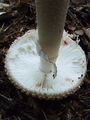 musnica_citronasta_d_Amanita_citrina_2009_09240033.JPG