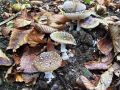 musnica_panterjeva_a_Amanita_pantherina_2012_10110004.jpg