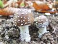 musnica_panterjeva_b_Amanita_pantherina_2012_10110008.jpg