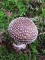 musnica_panterjeva_d_Amanita_pantherina_2010_10030013.JPG