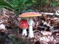 musnica_rdeca_a_Amanita_muscaria_2012_10040049.jpg