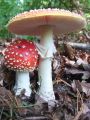 musnica_rdeca_b_Amanita_muscaria_2012_10040050.jpg